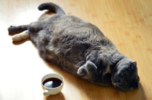 fat cat for weight management 